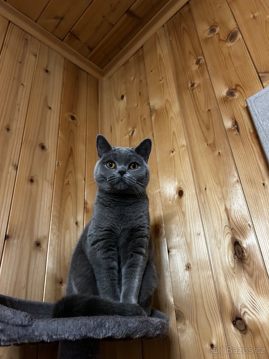 Saphira hledá ženicha