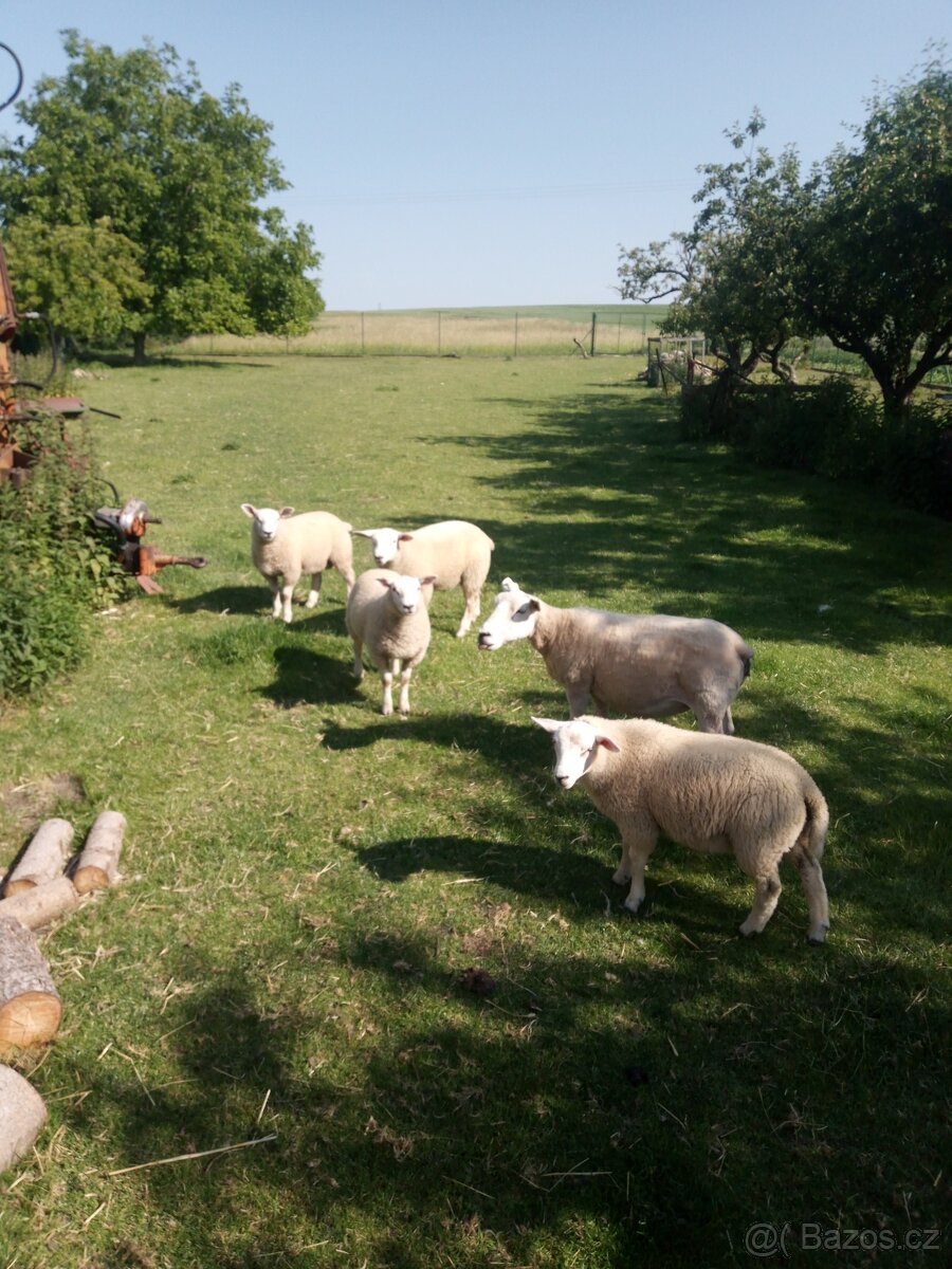 Jehňata