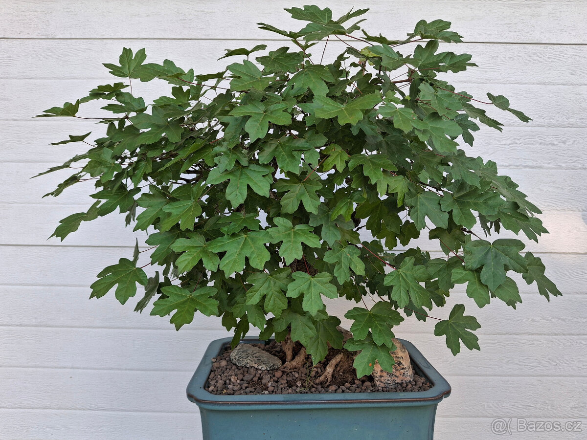 9-bonsaj-Javor polní, babyka (Acer campestre)