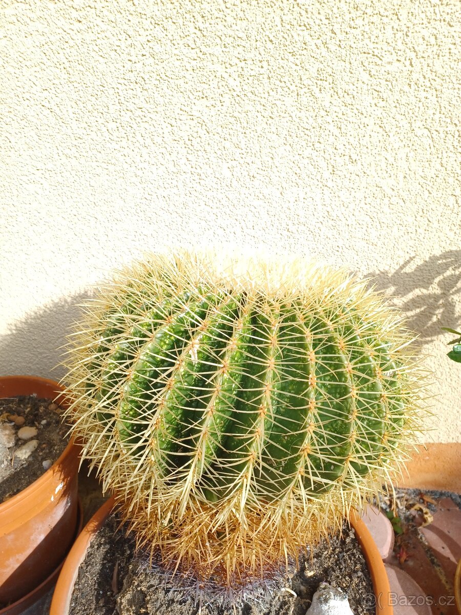 kaktus