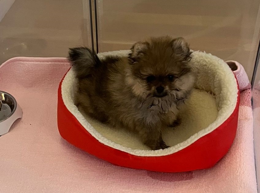 Pomeranian - štěňátko s PP