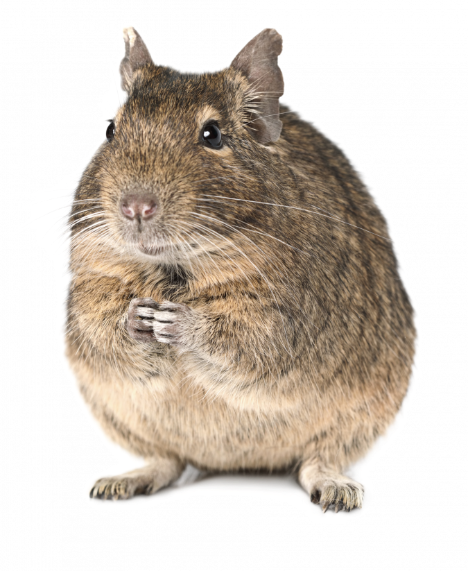 Daruji Osmáky Degu samci