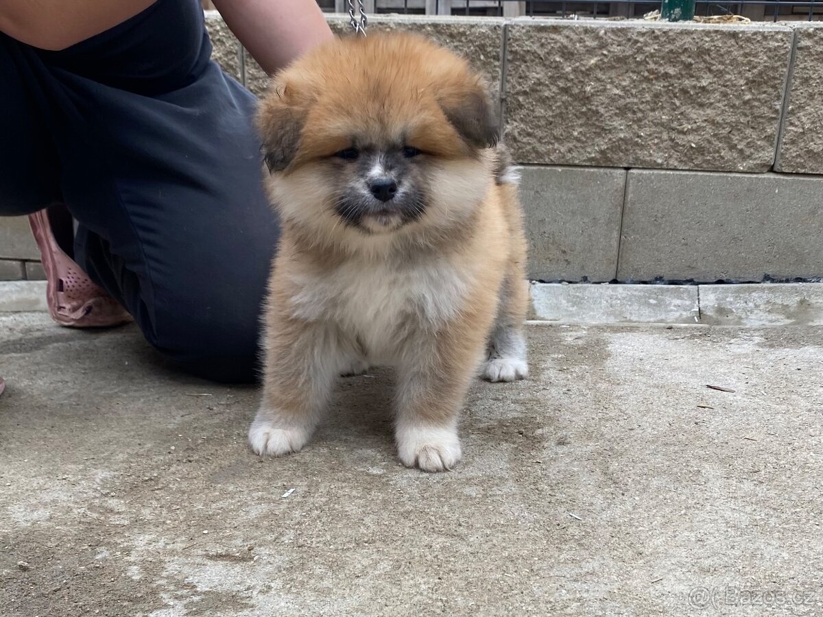 Dlouhosrstý pejsek Akita inu s průkazem původu fCI & AKIHO