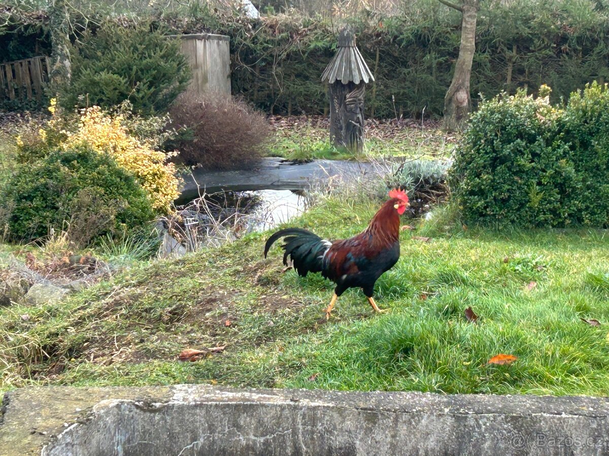 Prodám letošní kohouty Vlasky koroptví