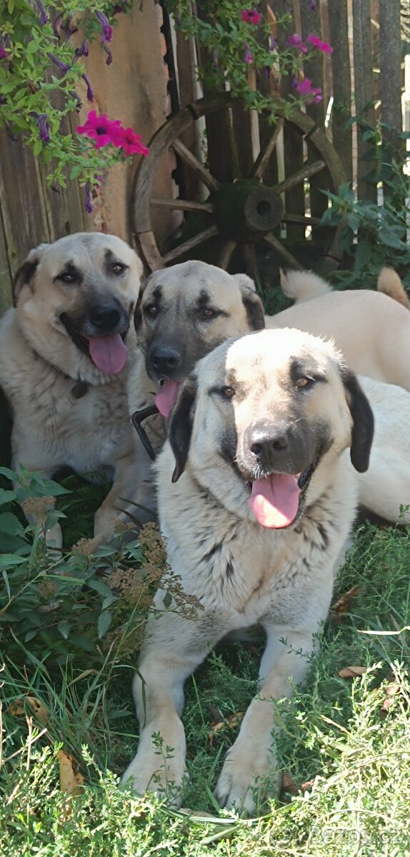 Kangalský pastevecký pes- štěňátka s pp