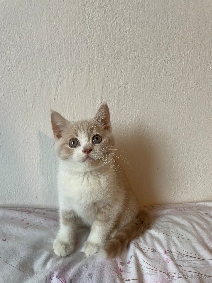 Prodám britská koťátka (bez PP) po papírových rodičích