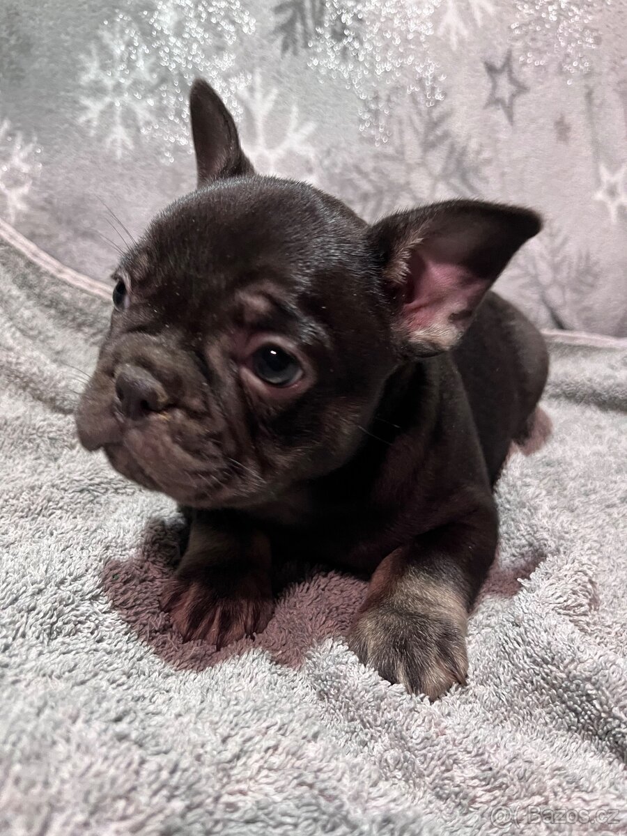 Francouzský buldoček