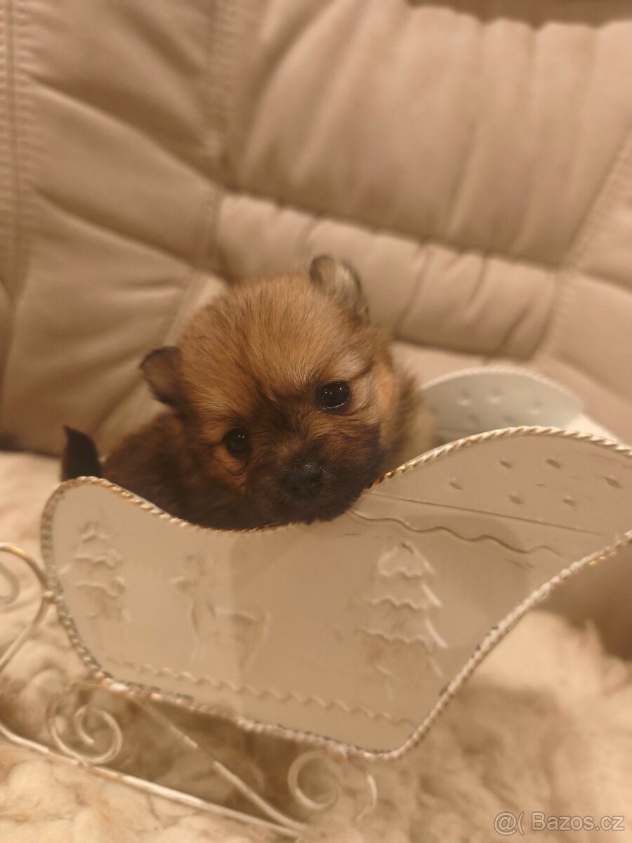 Štěňátko Pomeranian