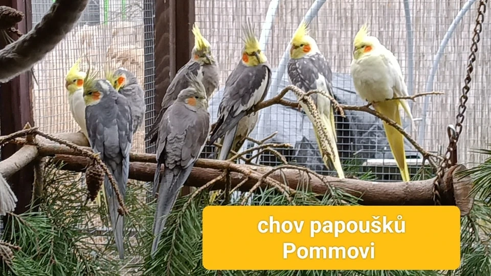 Daruji na dožití