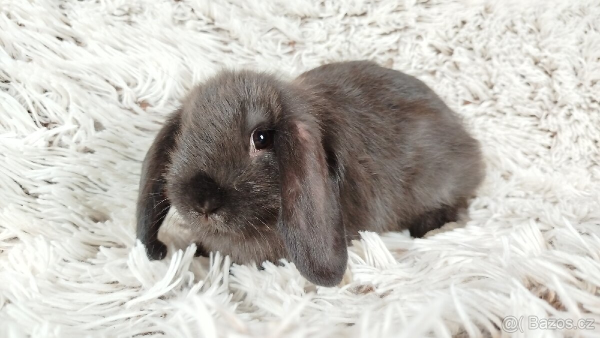 Zakrslý beránek, králíček, králík - PEGAS