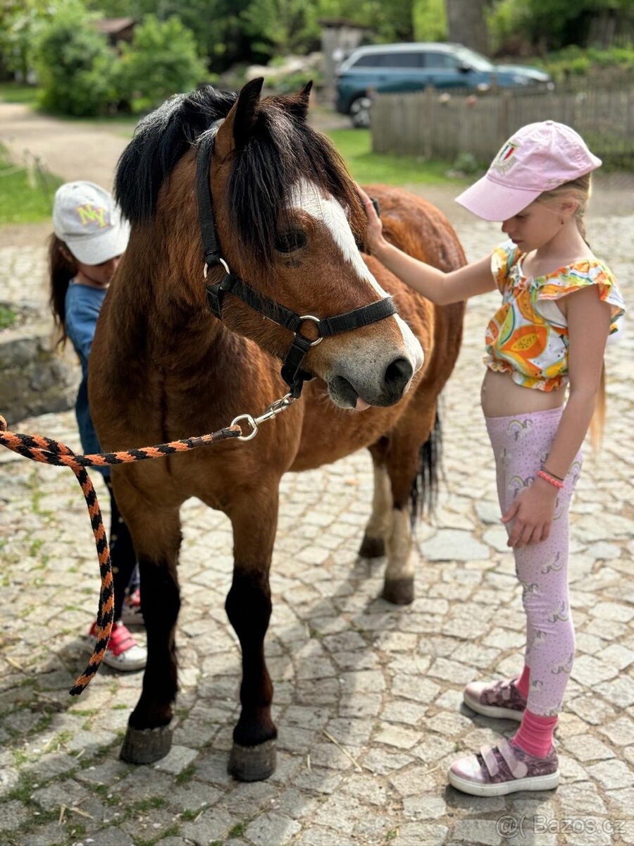 Velšský horský pony -welsh mountaine pony