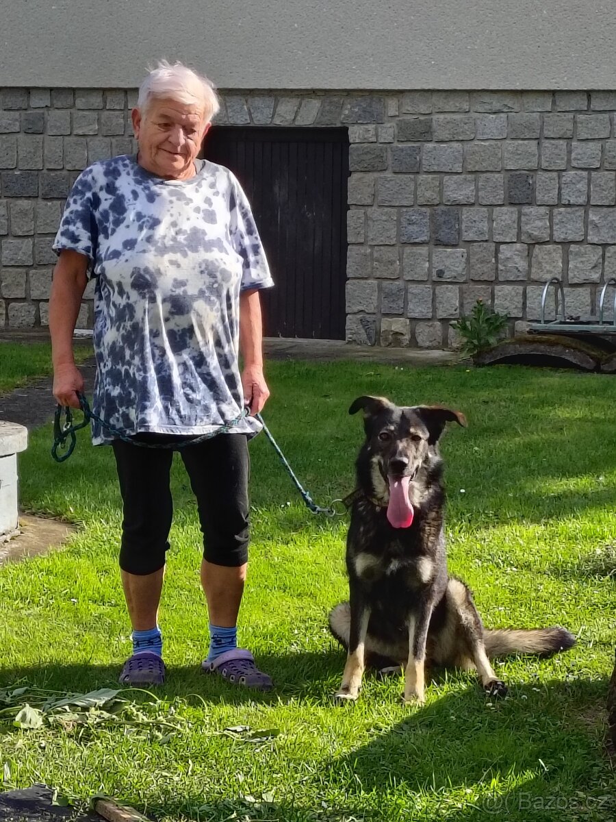 Daruji fenku křížence NO x labradora