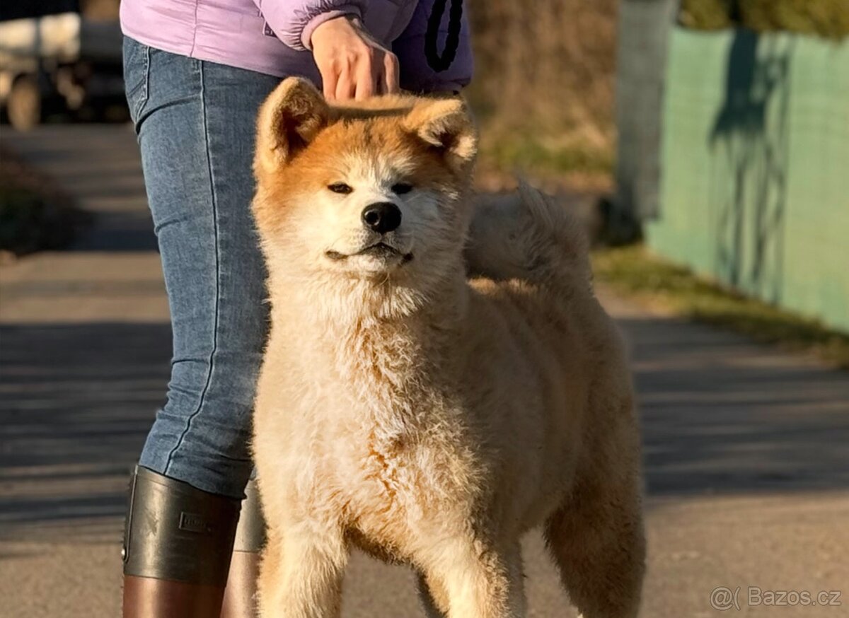 Akita Inu s průkazem původu FCI & AKIHO - odběr ihned