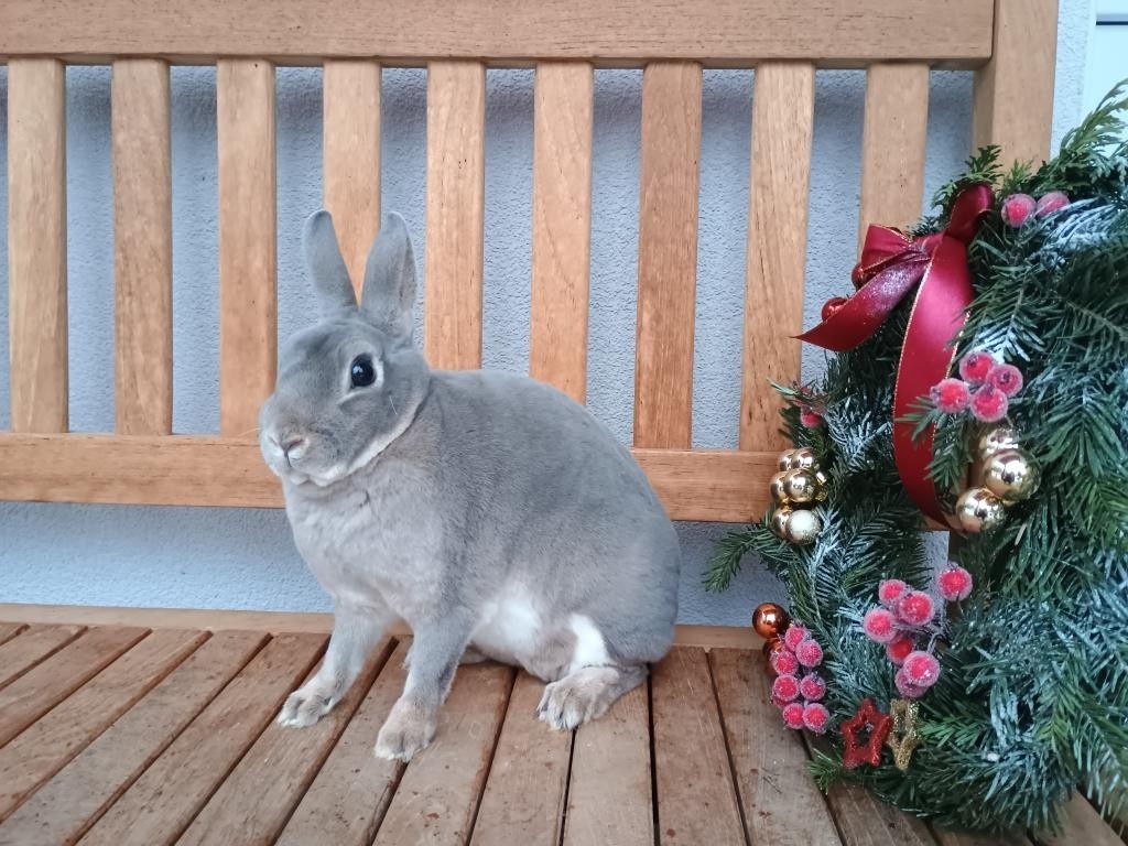 Zakrslý rexík divoce modrý s rodokmenem