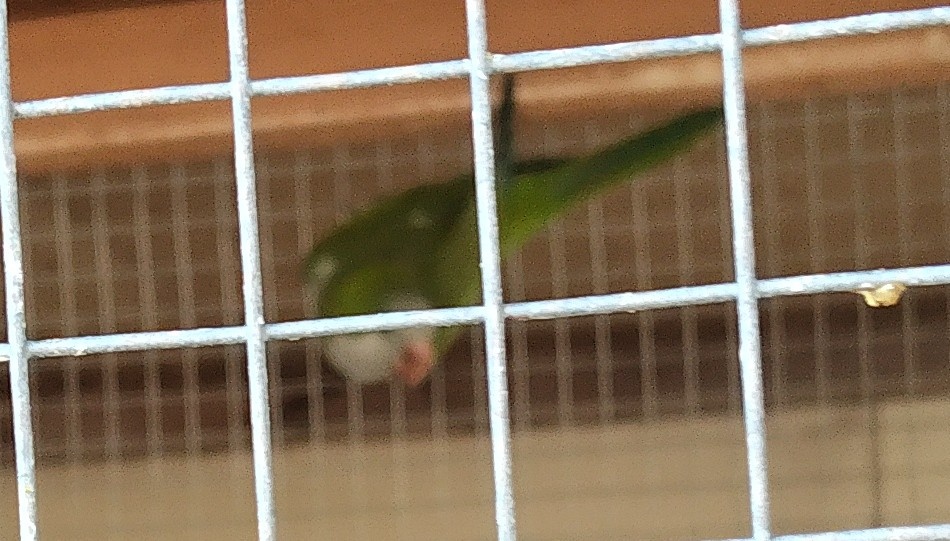 Mníšek šedý