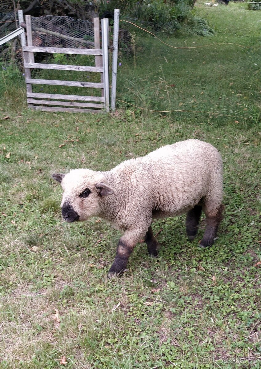 Jehňata k výpasu sadu i zahrady