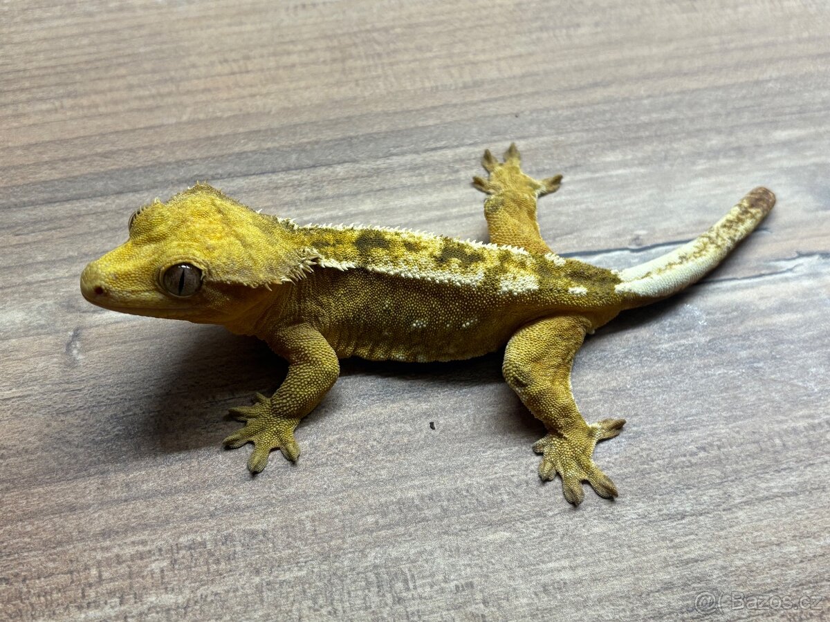 pagekon hrbolkohlavý,pagekon řasnatý