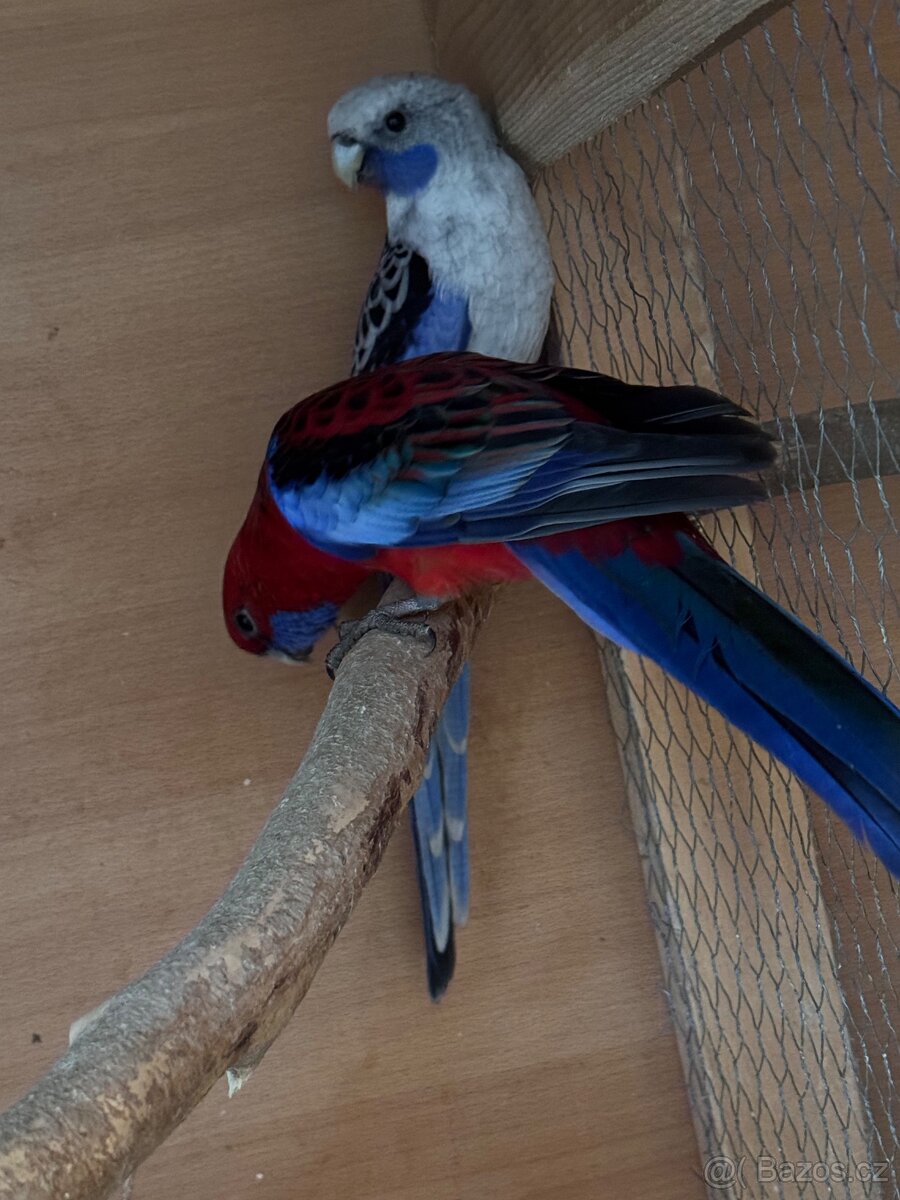 Prodám chovný pár penantů