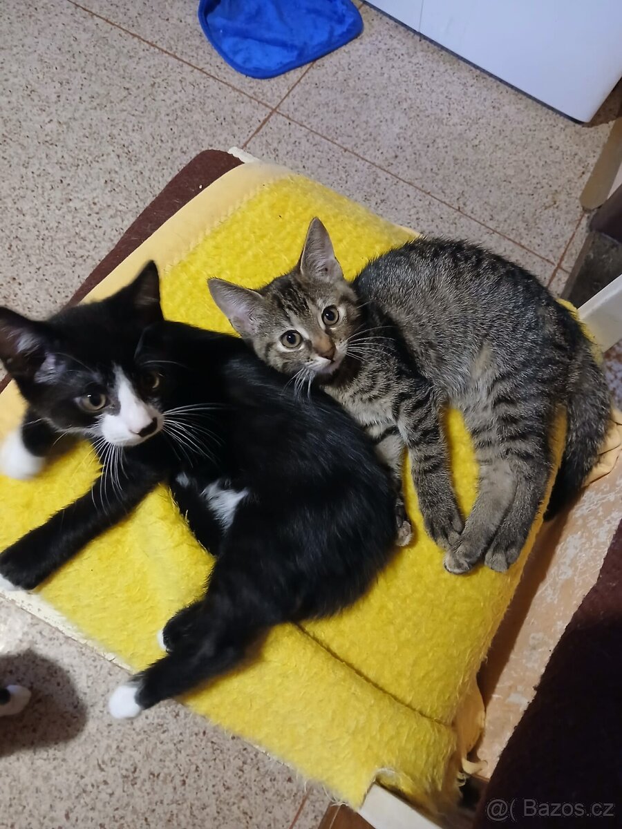 Darujeme koťátka