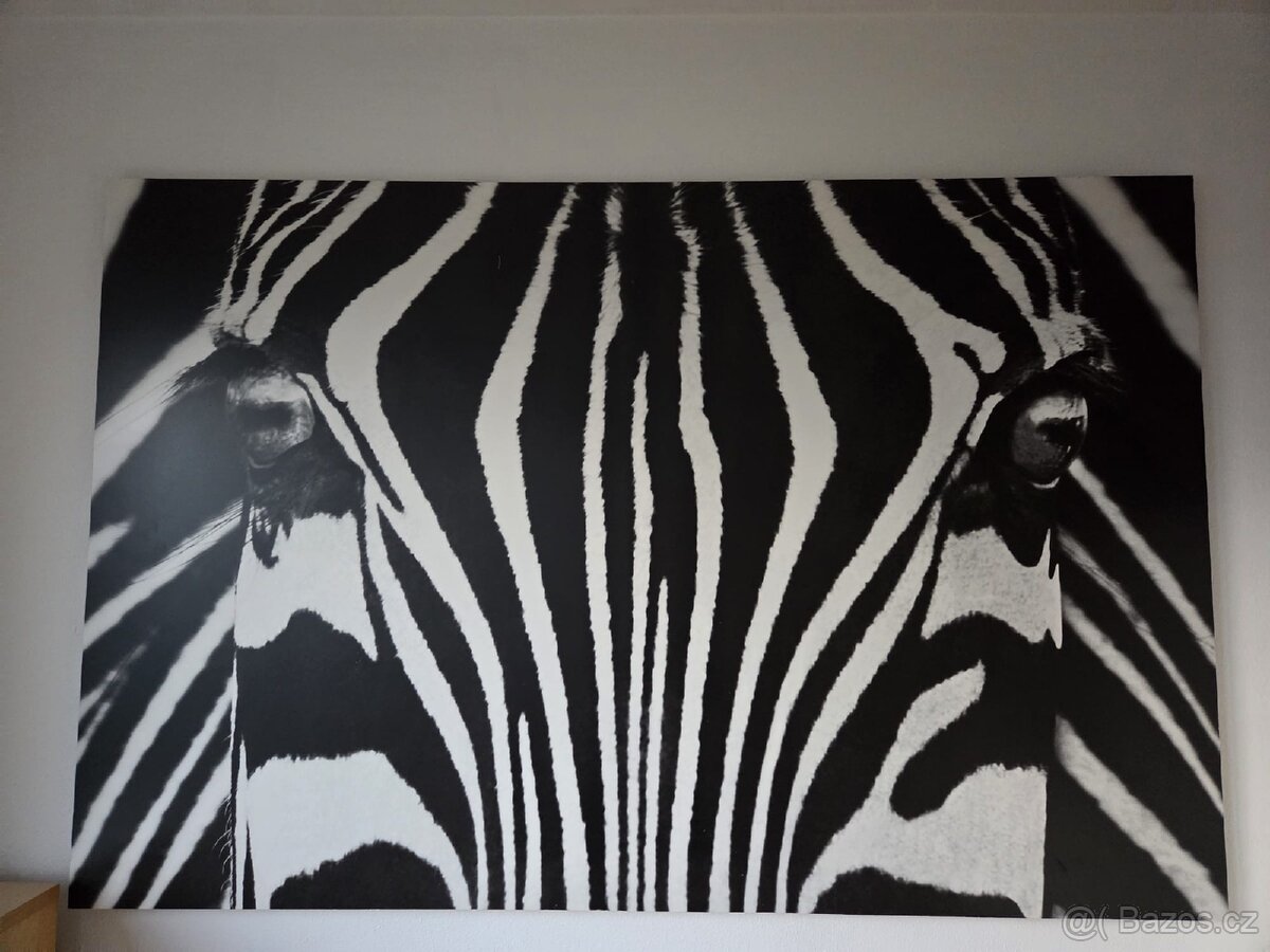 Velký obraz zebry