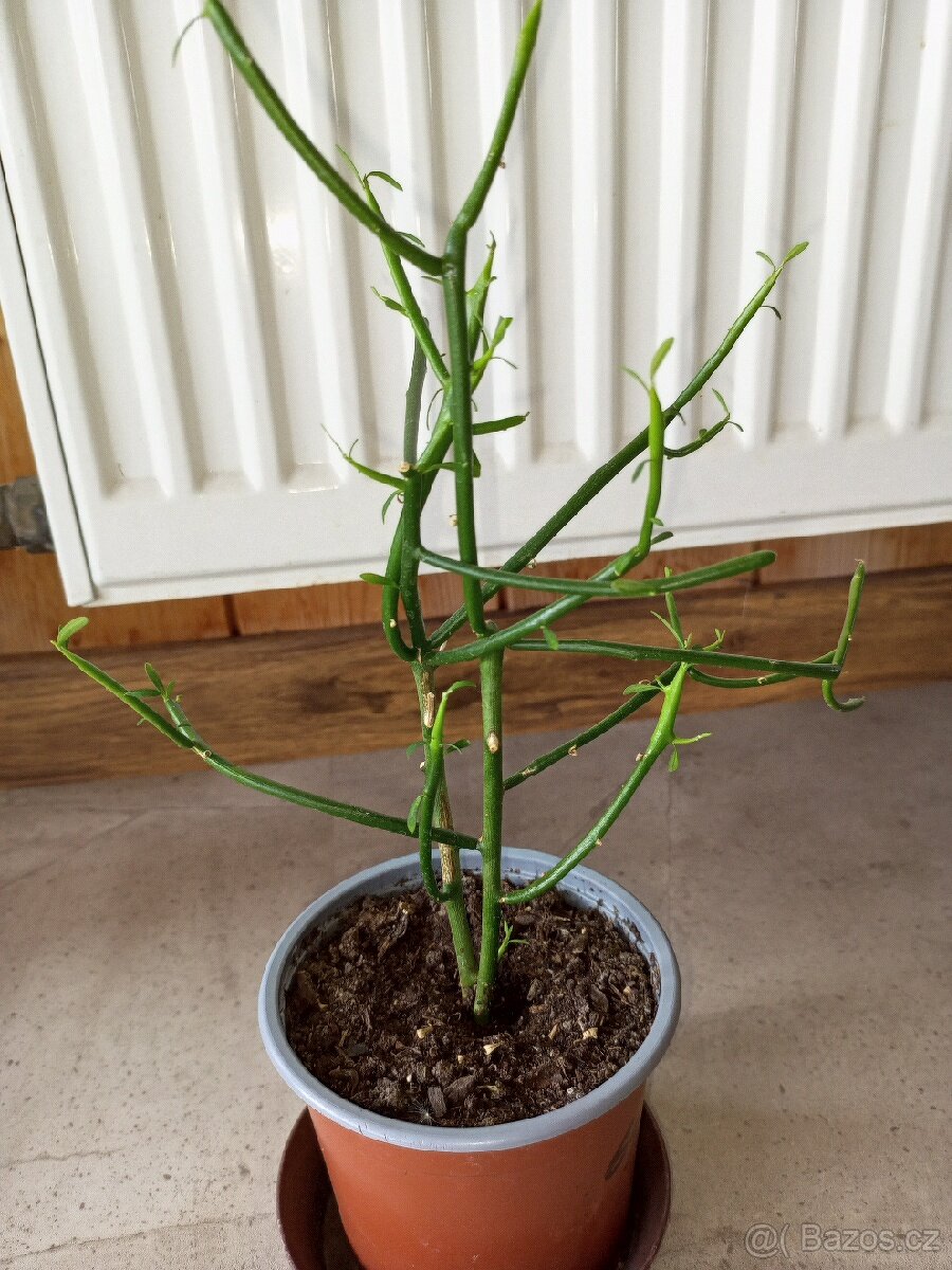 Euphorbia tirucalli - Karel
