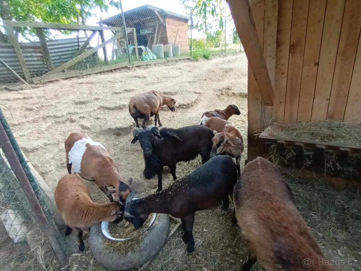 Kamerunské ovce