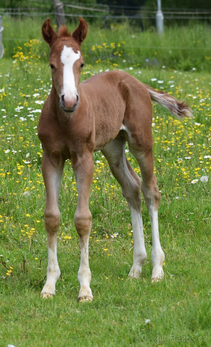 TOP QH hřebeček