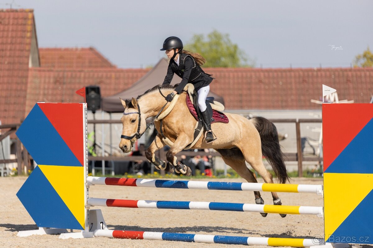 Sportovní pony klisna