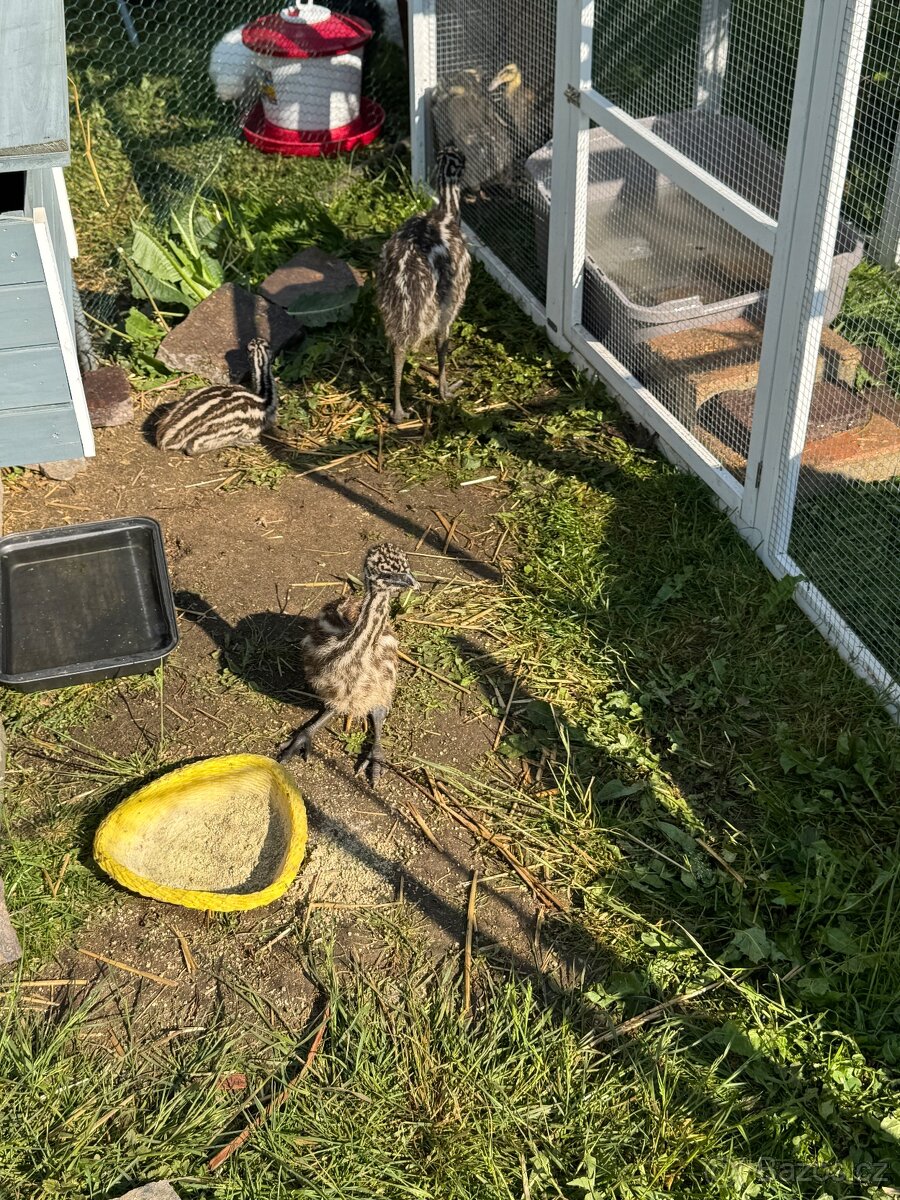 Emu hnědy