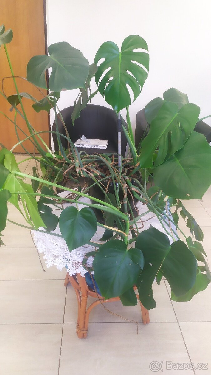 Filodendron - monstera. Pokojová květina.
