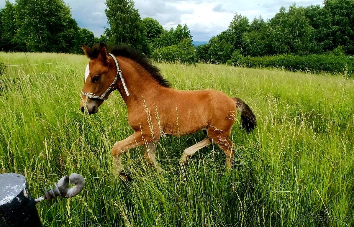 Hřebeček WPBR
