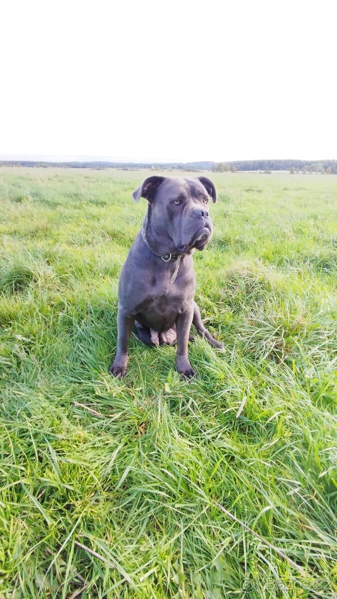Cane Corso