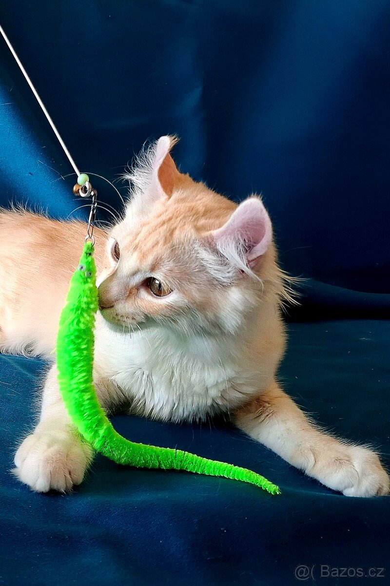 American curl, koťátko s PP