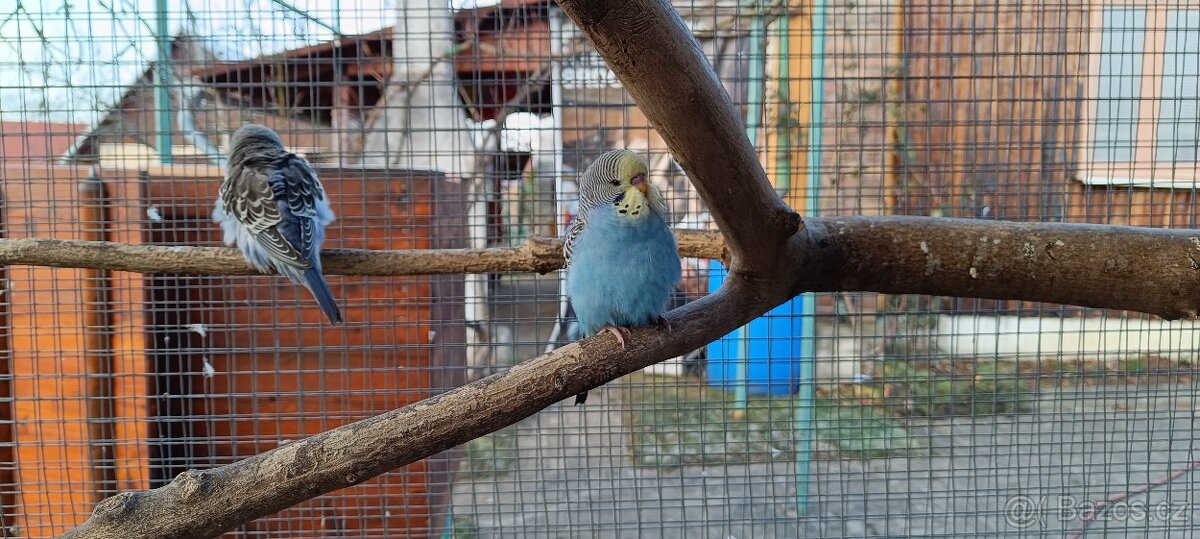 Prodám andulky z venkovní voliery