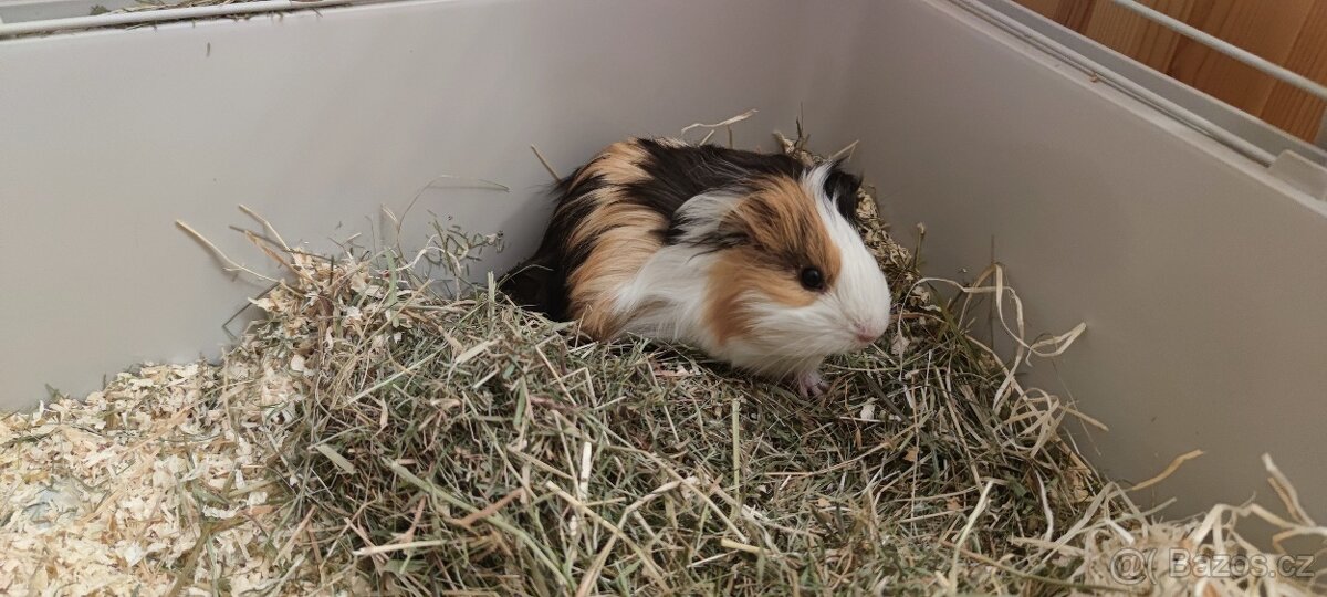 Morčátko + klec s vybavenim