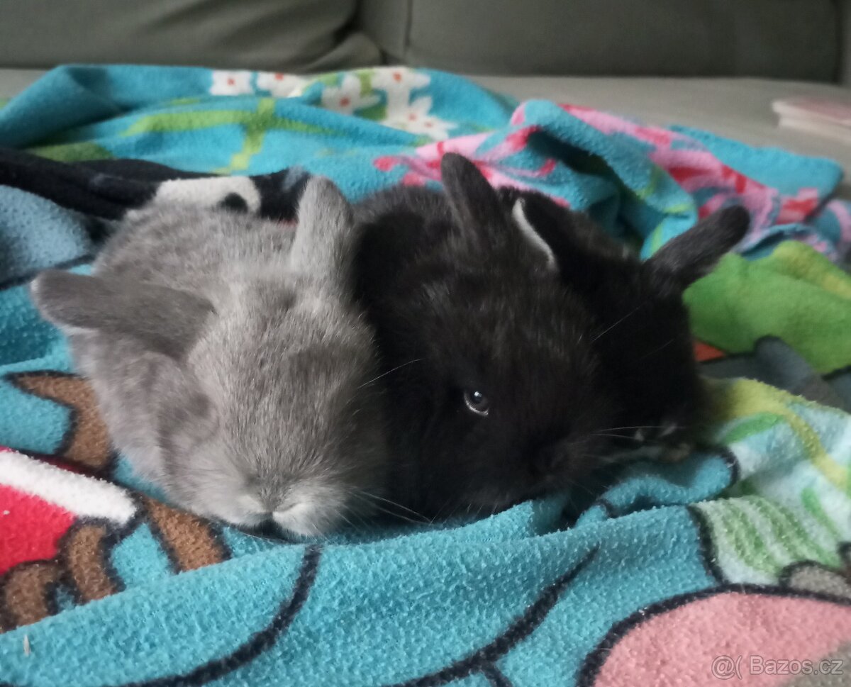 Zakrslý beránek králíček