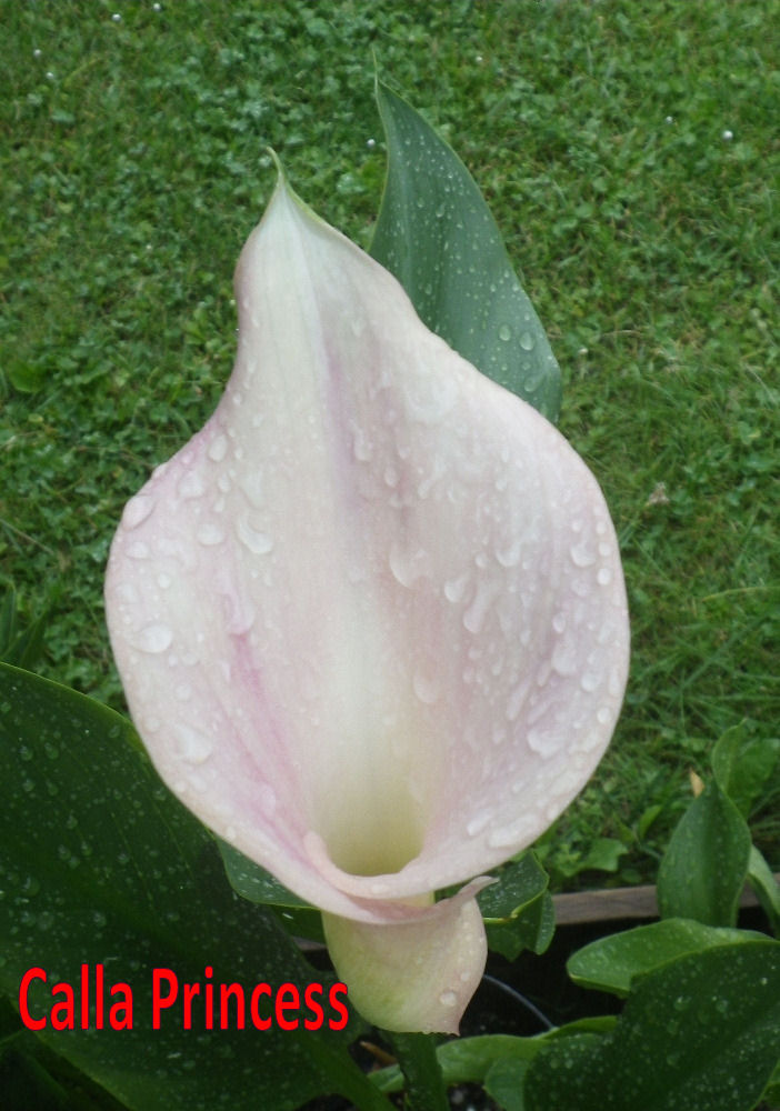 Calla - různé kultivary
