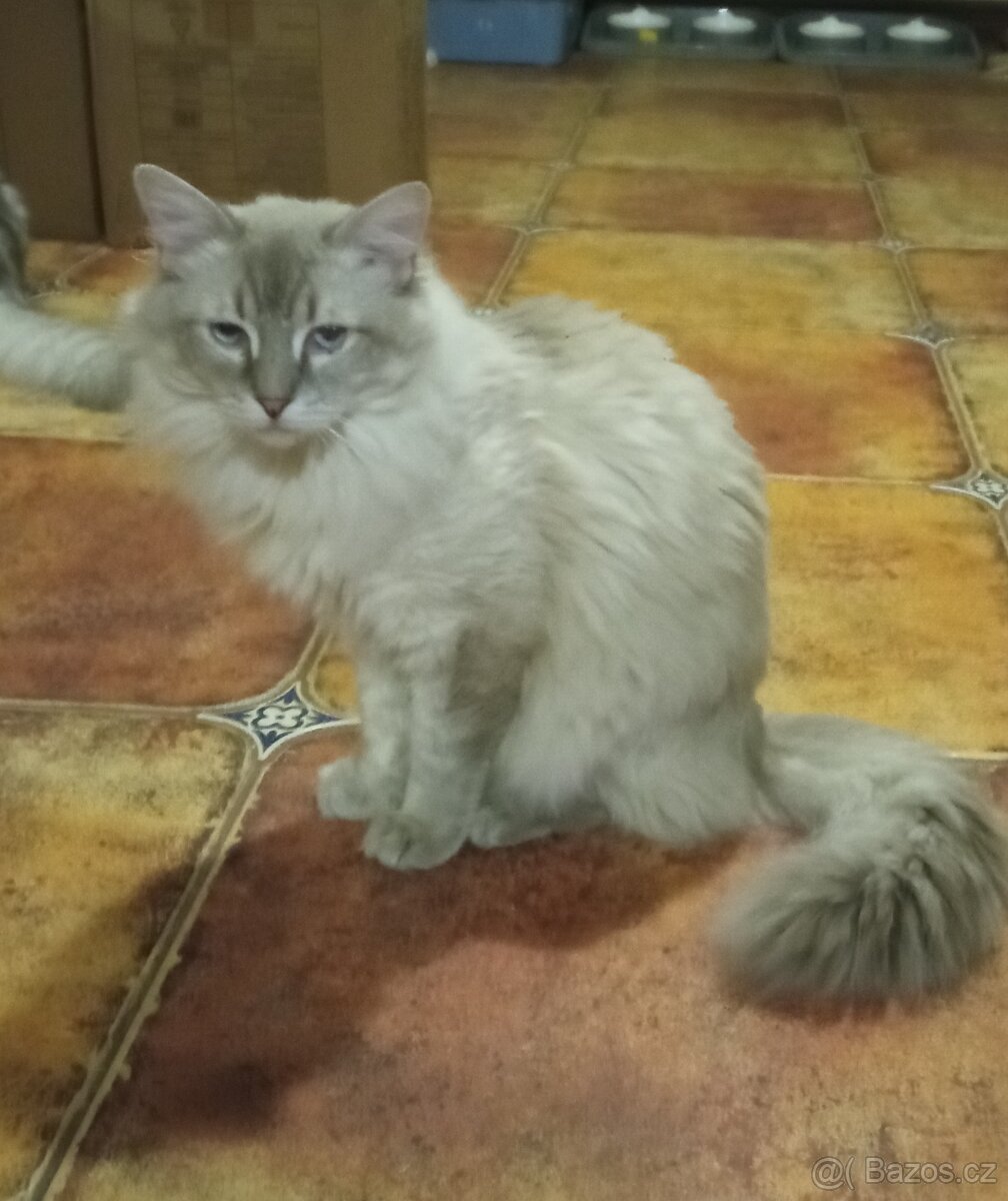 Ragdoll kocourek, půl roku.