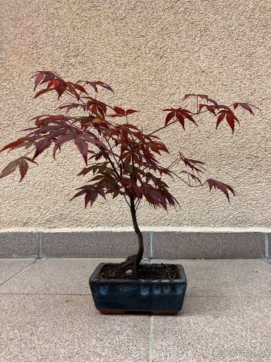 Bonsai, Bonsaj, japonský javor, skalky