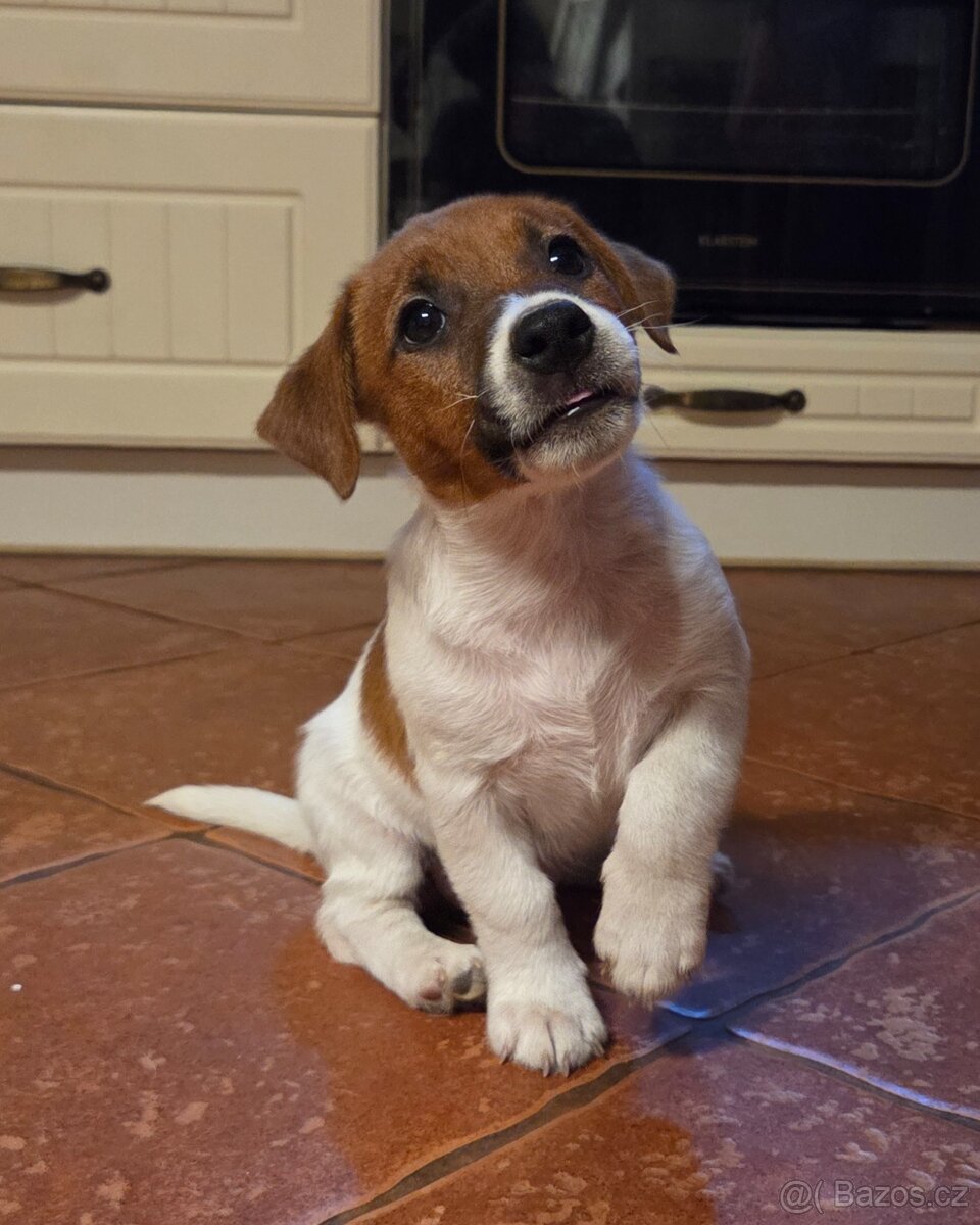 Jack russel terier s PP