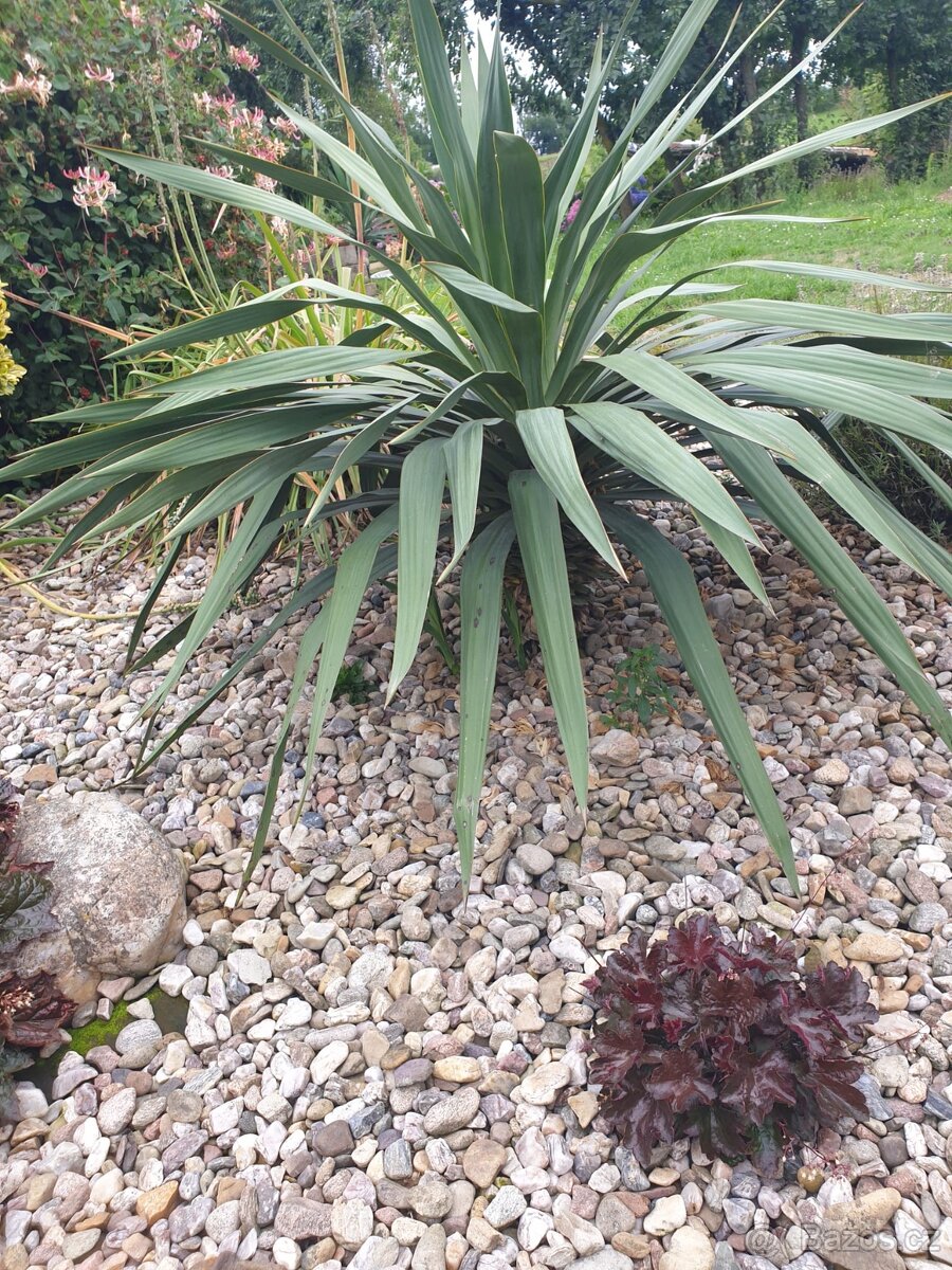 Palma Yucca gloriosa
