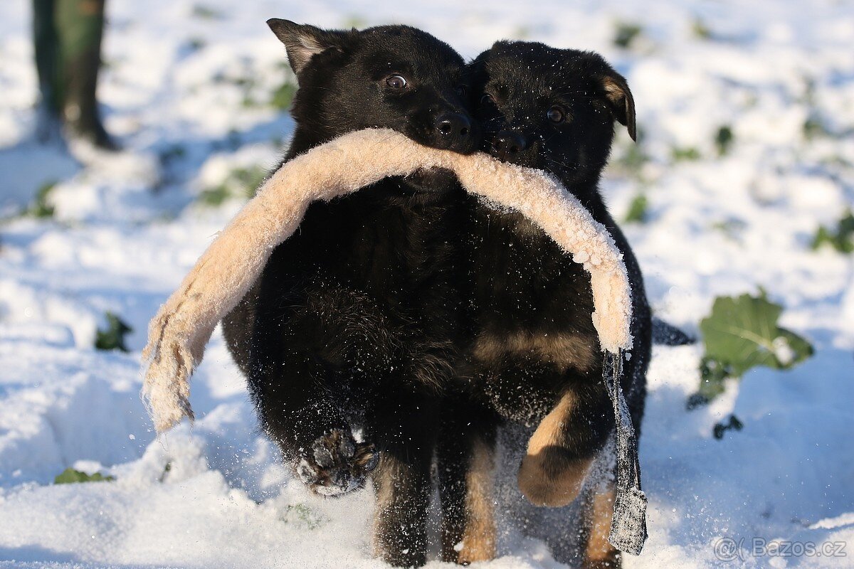 Německý ovčák s PP - štěňata k odběru
