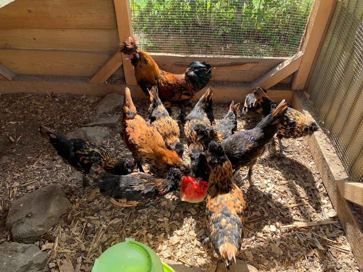 Pavlovská slepice “PAVLOVKA”