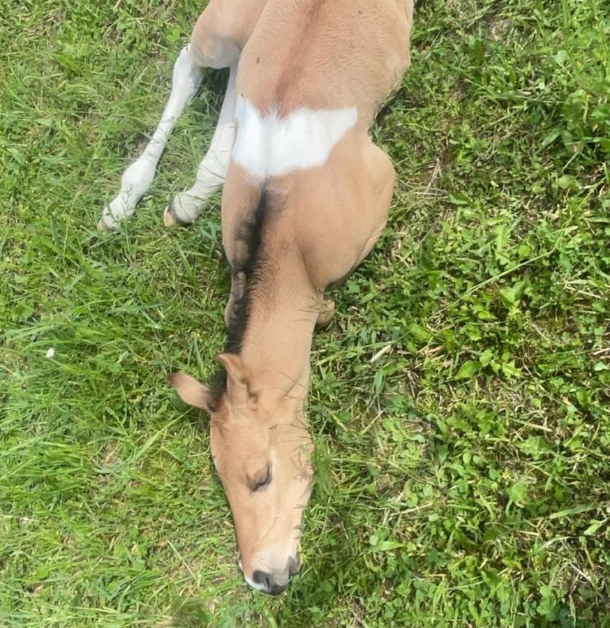 Americký paint horse 🐎 roční hřebeček