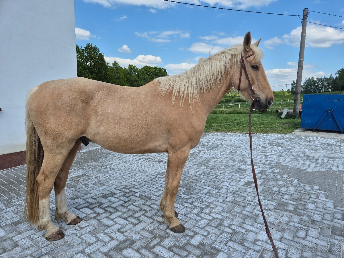 Šestiletý valach s krásným pohybem