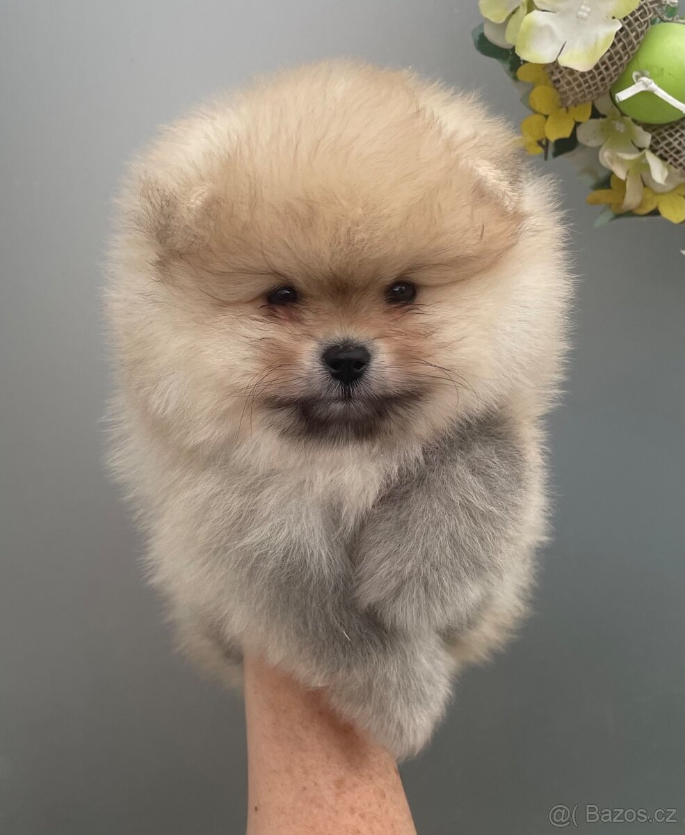 Pomeranian s Pp FCI