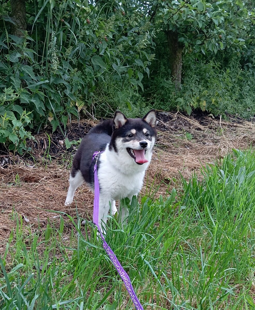 Shiba inu, štěňátko, fenečka.