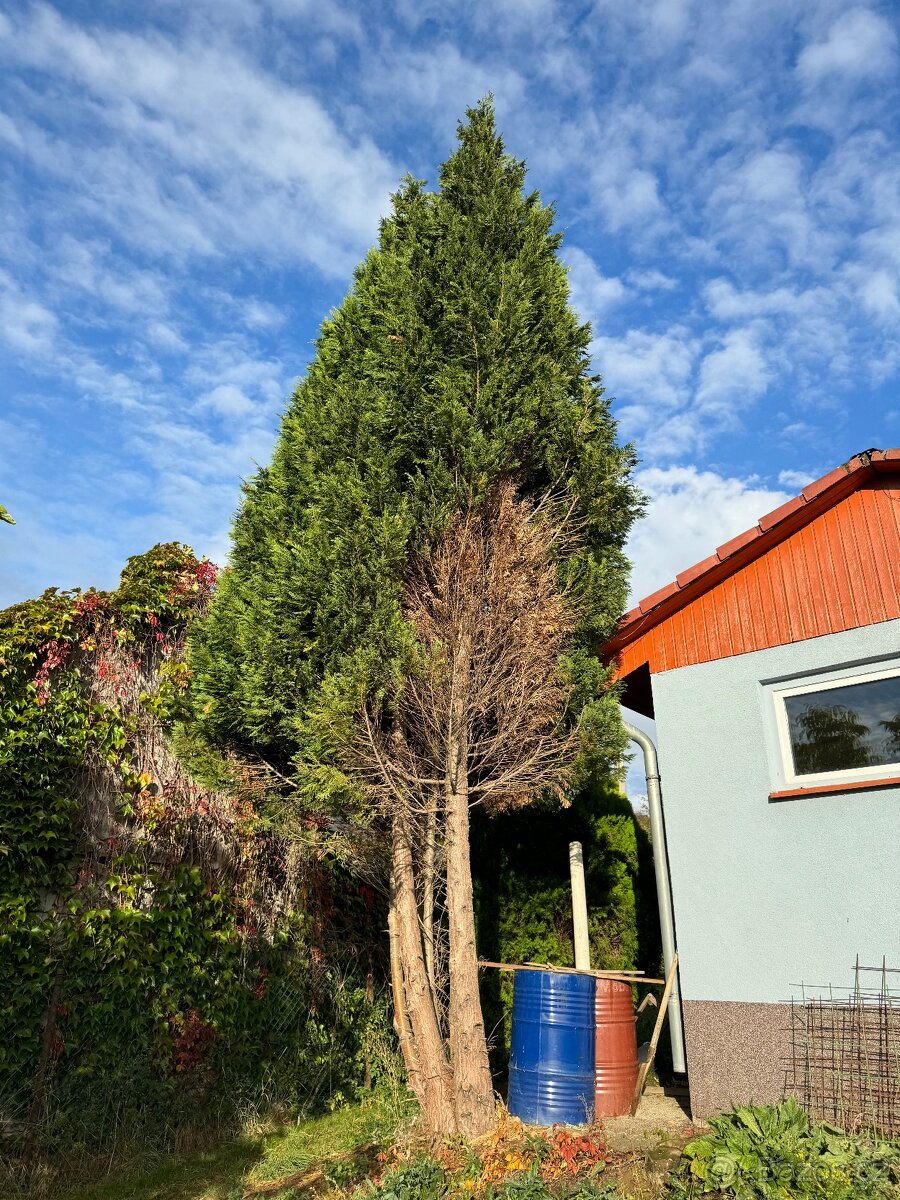 Tůje na chvojí