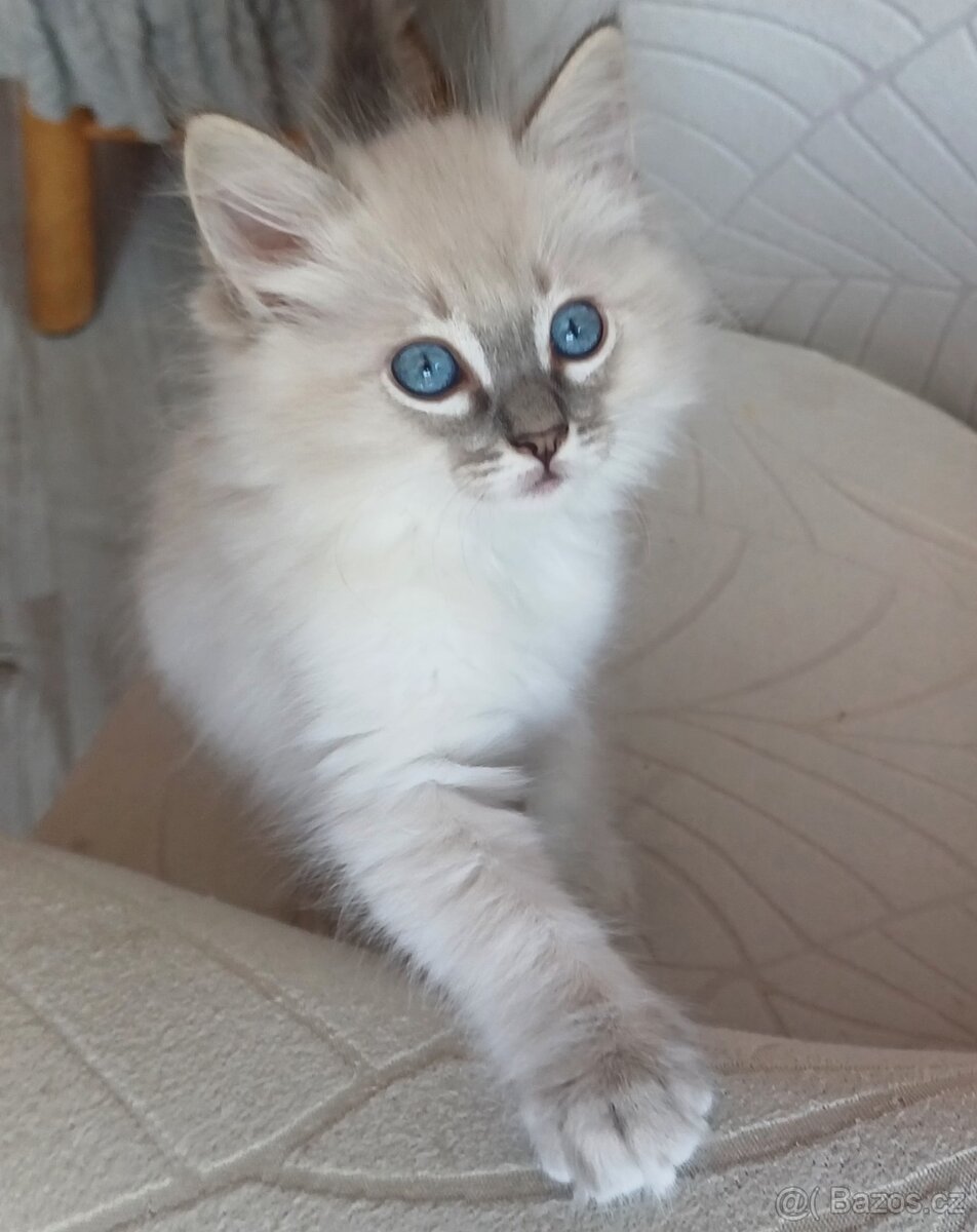 Ragdoll bez PP