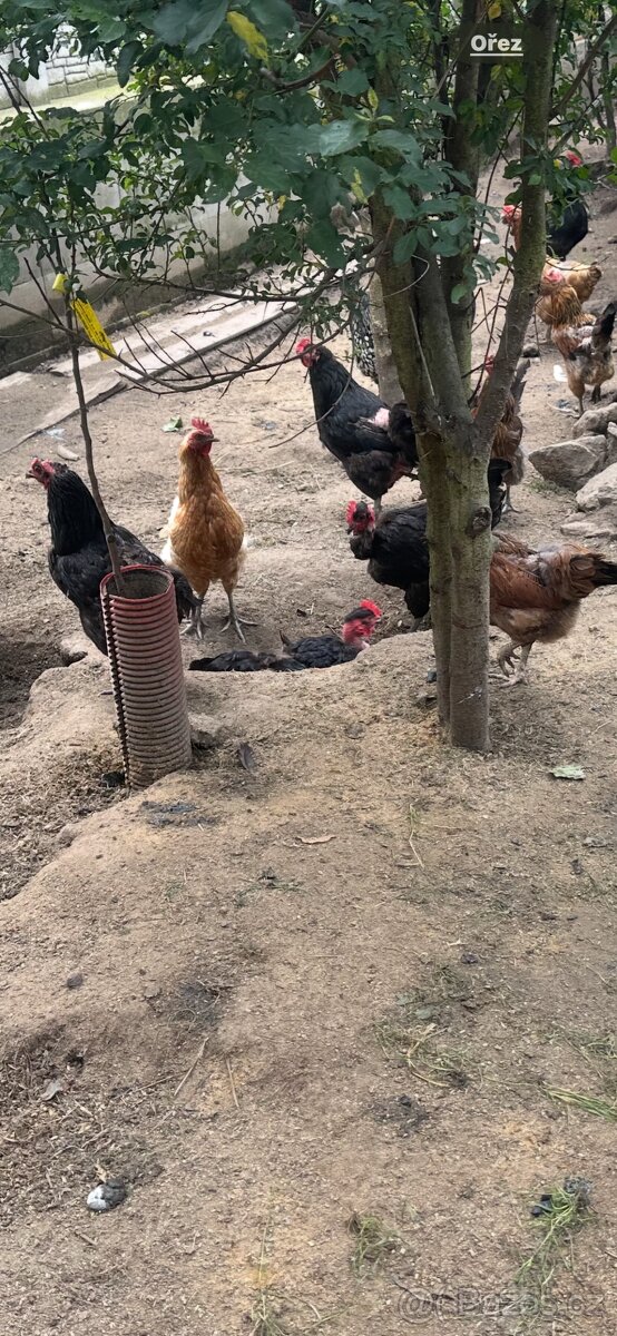 Ruším chov slepic